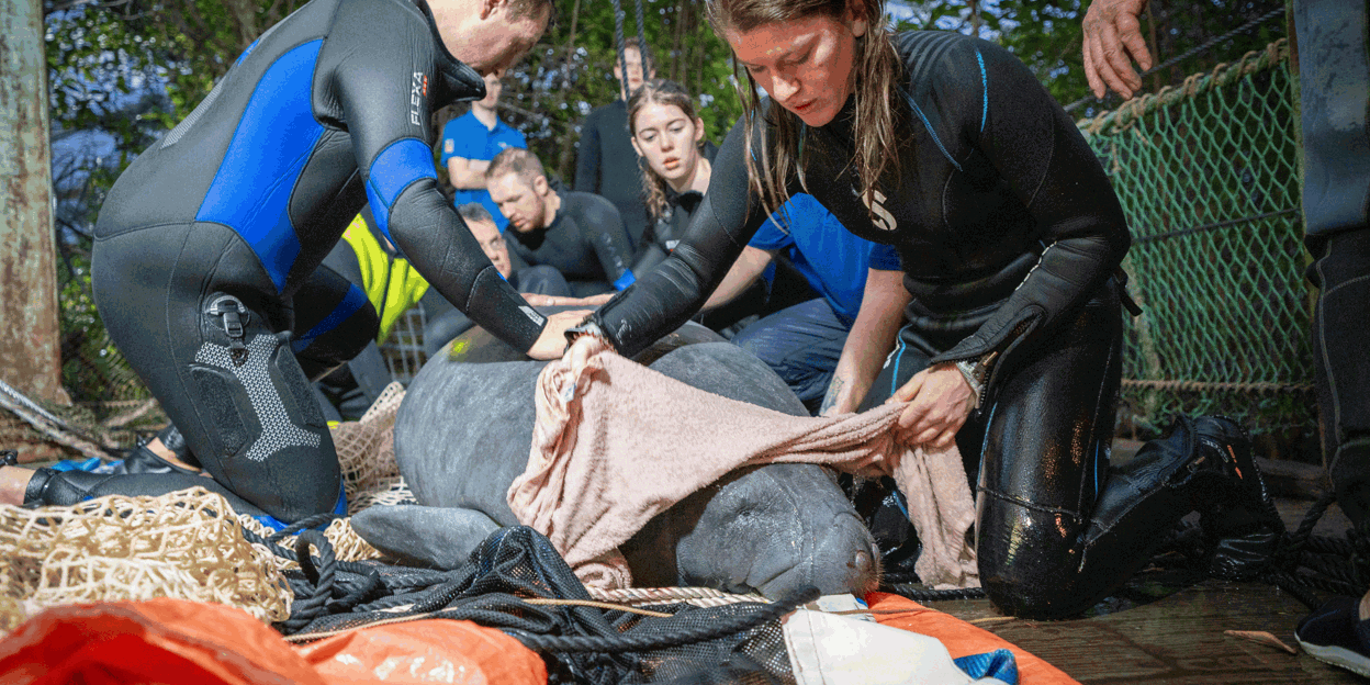 Arnhemse zeekoe verhuist naar Madrid