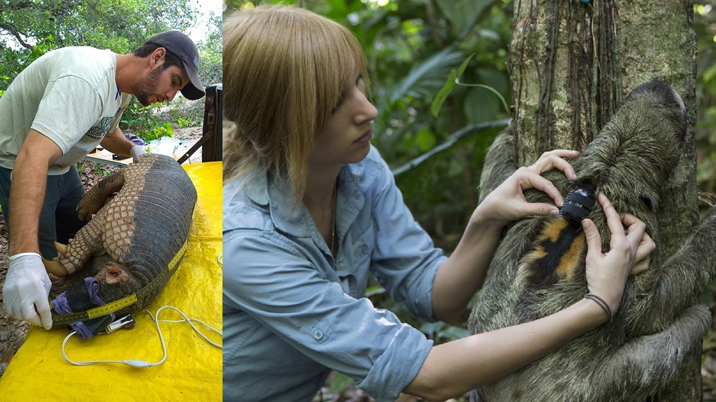 Gabriel Massocato (C)Giant Armadillo Conservation Project en Rebecca Cliffe (C)Suzi Eszterhas