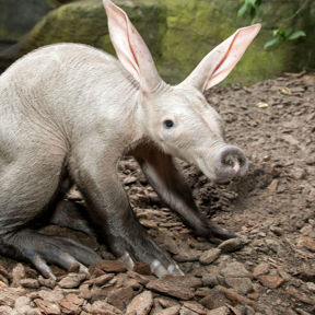 Aardvarken