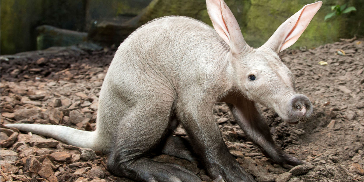 Een bijzonder zoogdier: het aardvarken