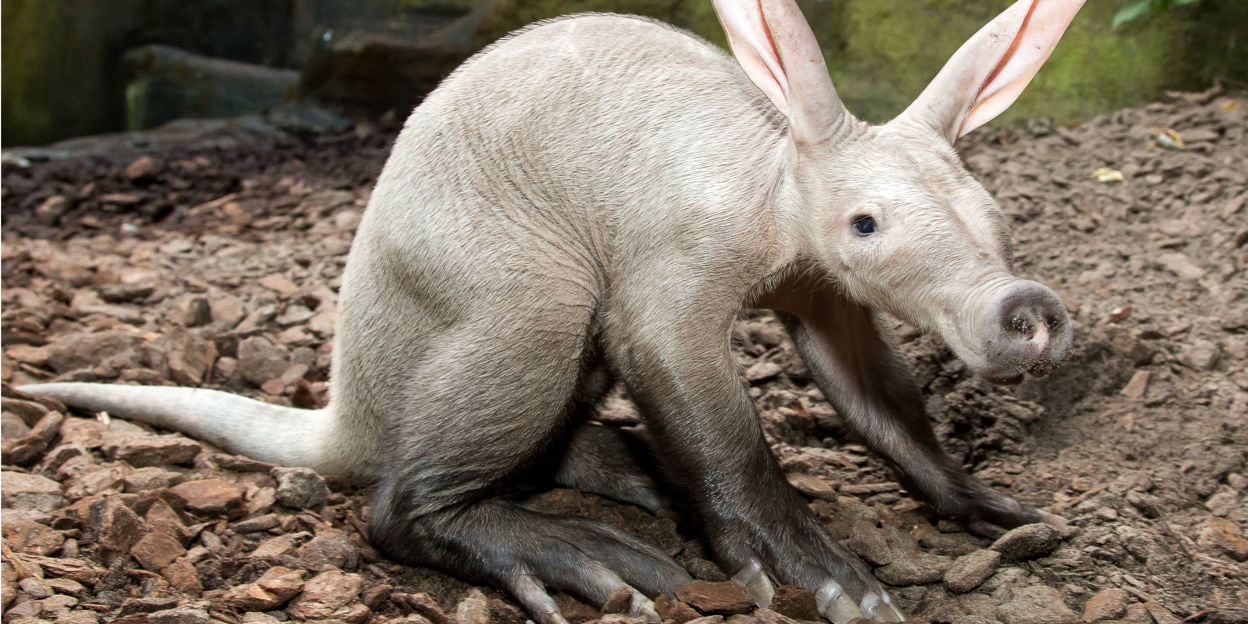 Een bijzonder zoogdier het aardvarken Burgers' Zoo in Arnhem Een bijzonder zoogdier het aardvarken Burgers' Zoo in Arnhem