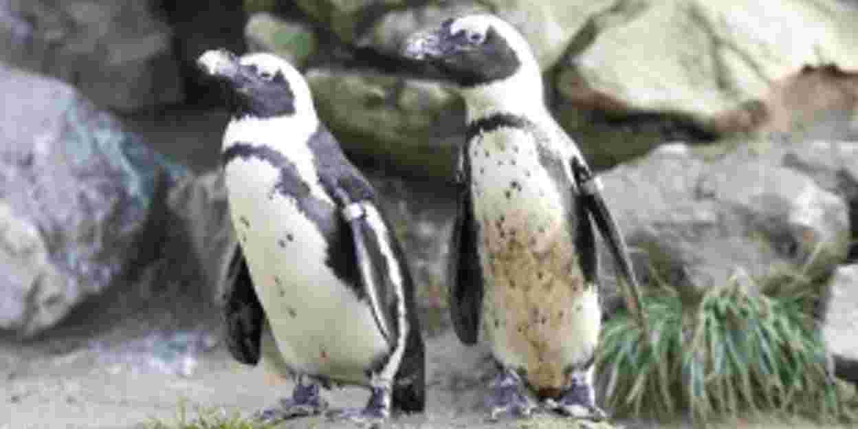 Valentijnsdag en de dierenwereld
