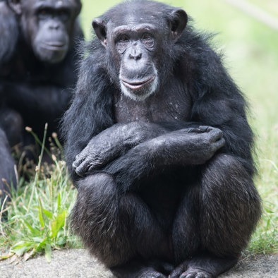 Bedreiging en bescherming