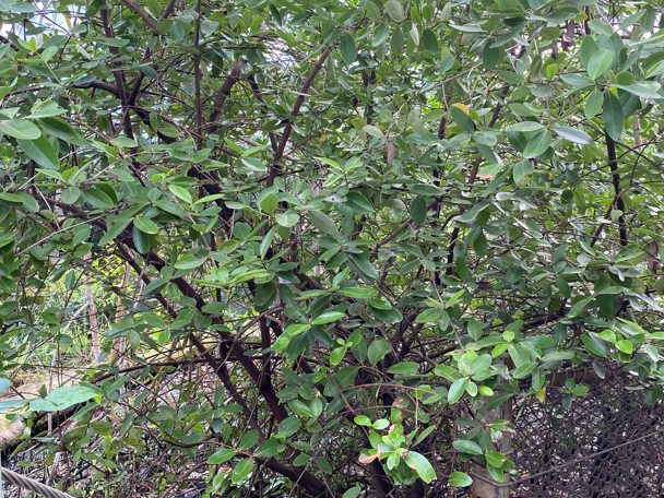 Gebruik door de mens