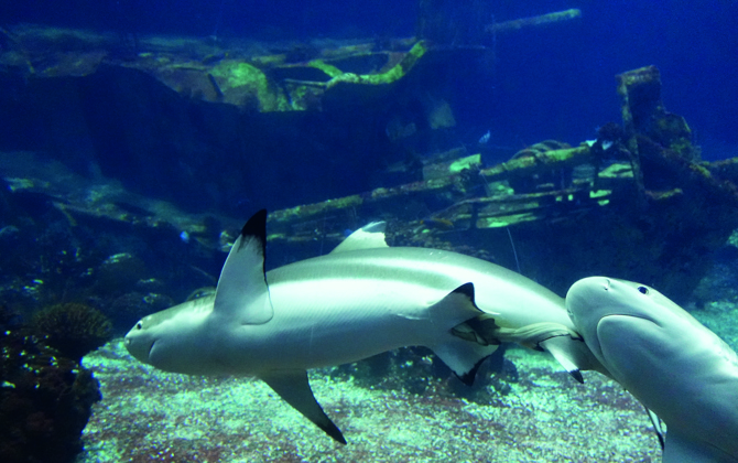 Een jonge zwartpuntrifhaai!