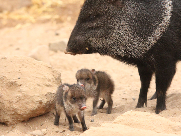 Met de kleinkinderen op stap