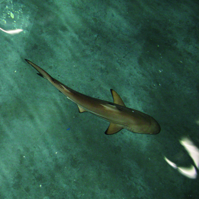 Over de voortplanting