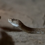Lees meer over: Rode diamantratelslang