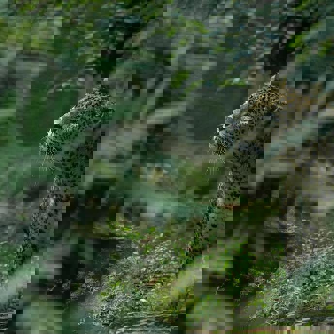 Nu twee verblijven voor de Sri Lanka panters