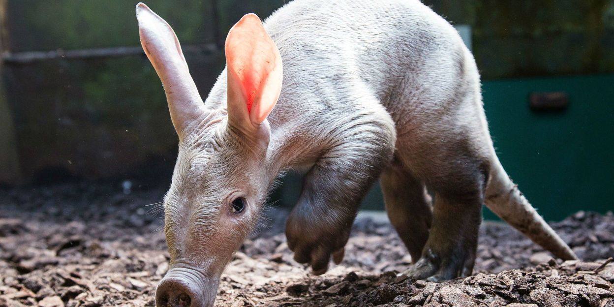 Fototentoonstelling 100 jaar Burgers’ Zoo
