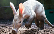 Een aard(varken)verschuiving in Burgers’ Zoo!
