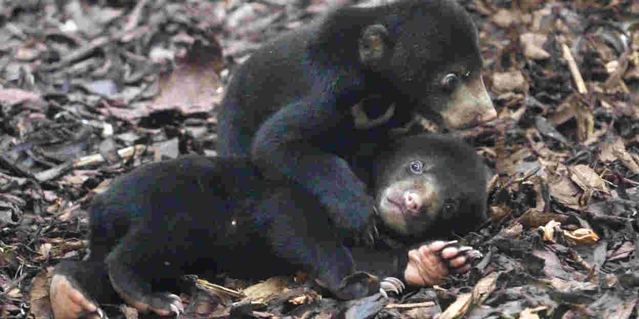 Burgers' Zoo groeit op verschillende fronten