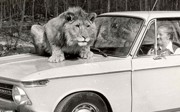 Het eerste safaripark van het Europese vasteland bestaat 50 jaar!