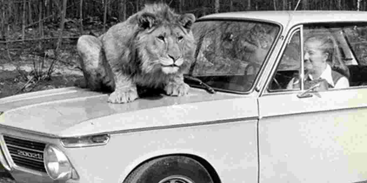 Het eerste safaripark van het Europese vasteland bestaat 50 jaar!