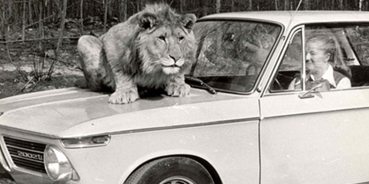 Dierentuinen vroeger en nu: de geschiedenis van Burgers’ Safari