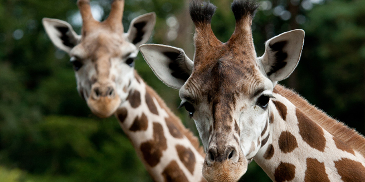 Bijzonder transport: giraffe