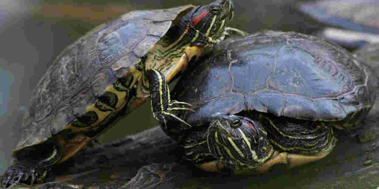 Roodwangschildpad (niet meer in Burgers' Zoo)