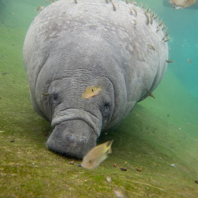 Bedreiging en bescherming