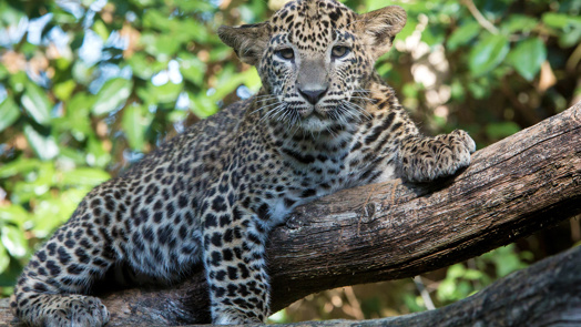 Camouflage bij dieren: het opgaan in de omgeving (katachtigen)