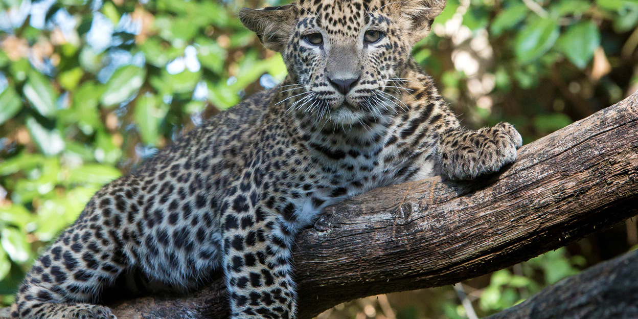 Camouflage bij dieren: het opgaan in de omgeving (katachtigen)