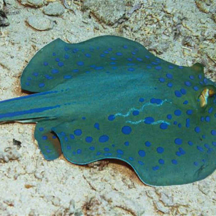 Kleine blauwe vlekjes