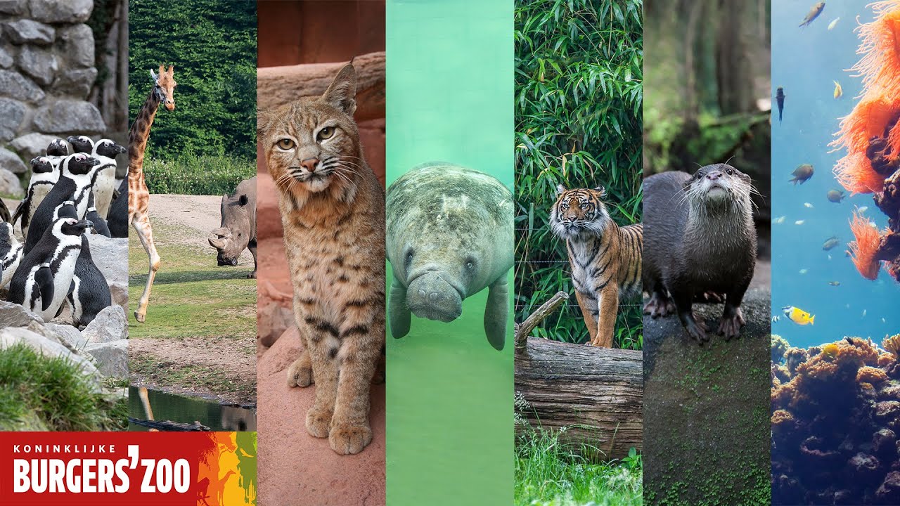 Over Burgers' Zoo | Burgers' Zoo in Arnhem