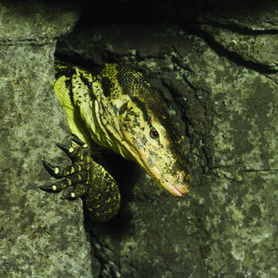 Bedreiging en bescherming