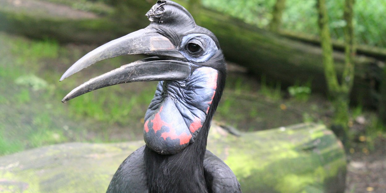 Jonge dieren