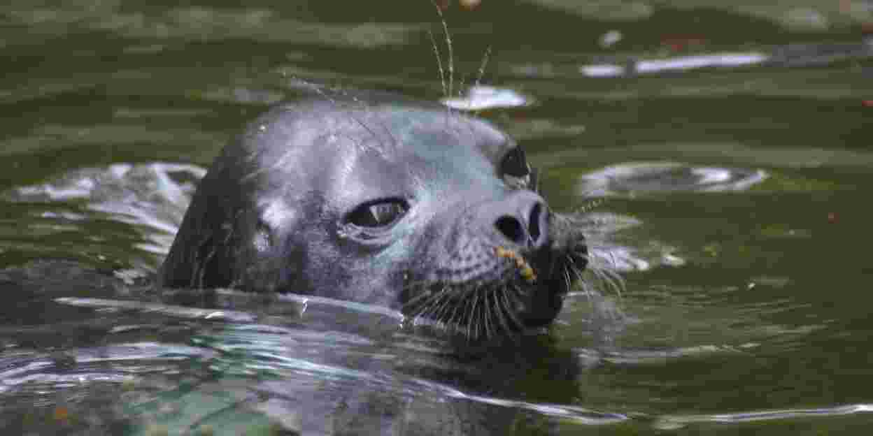 Ringelrobben in Burgers’ Zoo