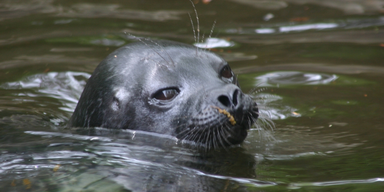 Ringelrobben in Burgers’ Zoo