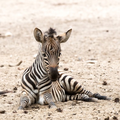Over de voortplanting