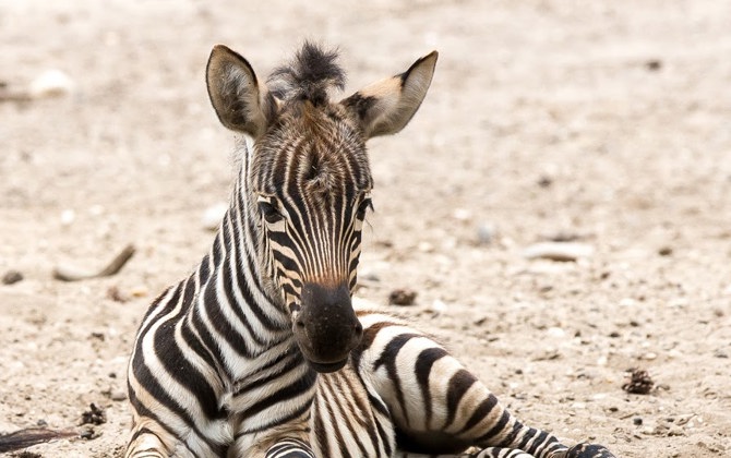 Grantzebra geworpen onder het oog van de bezoekers