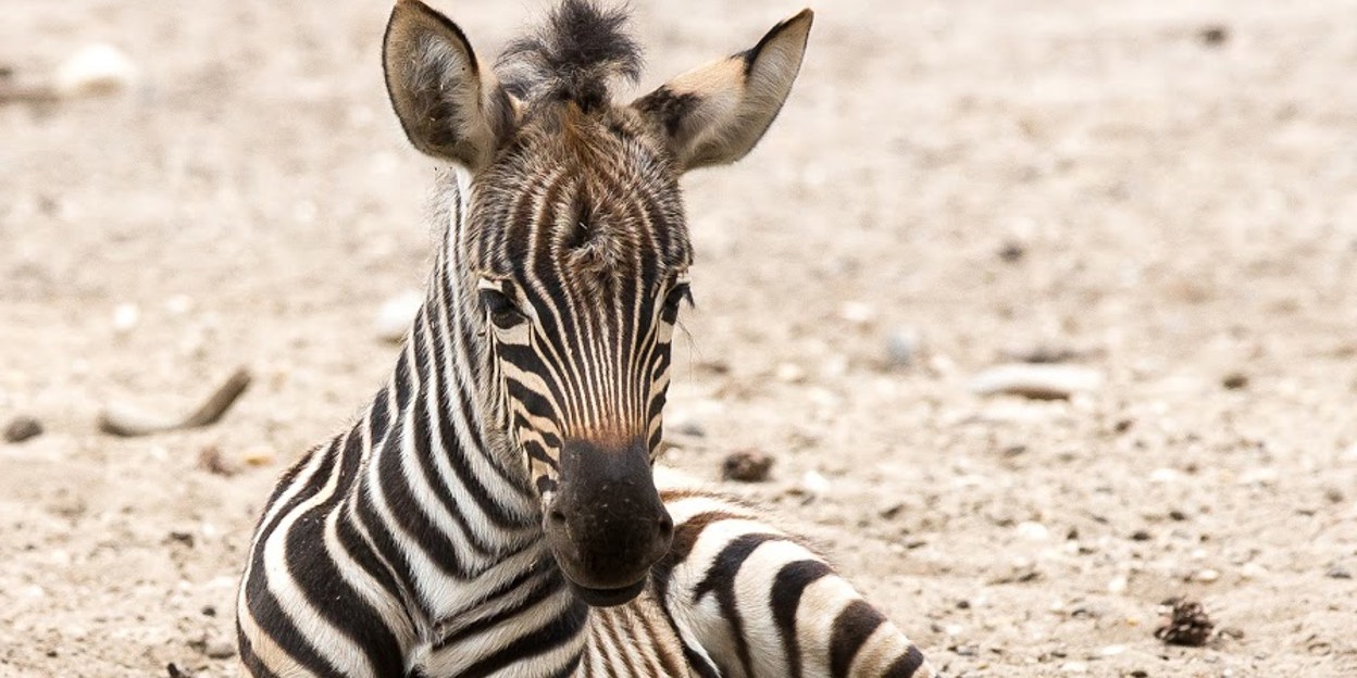 Grantzebra geworpen onder het oog van de bezoekers
