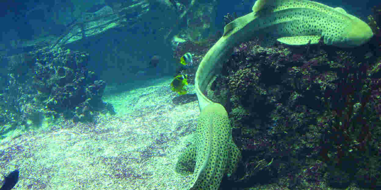 Burgers' Ocean verwelkomt 37 dieren in acht soorten