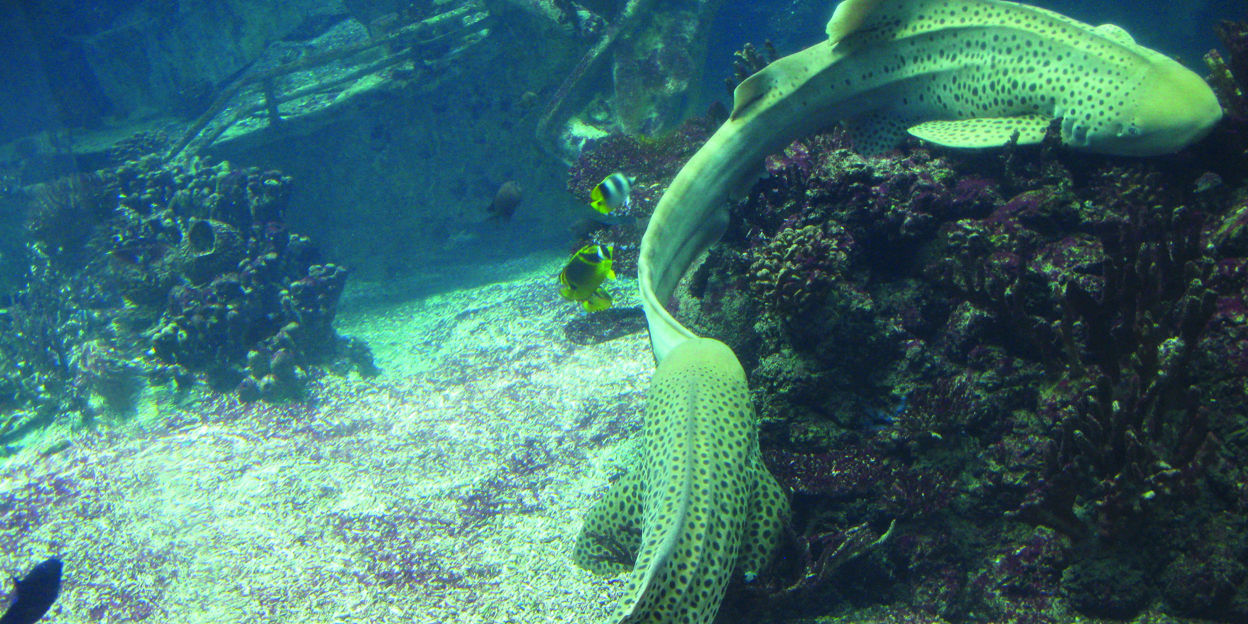 Burgers' Ocean verwelkomt 37 dieren in acht soorten