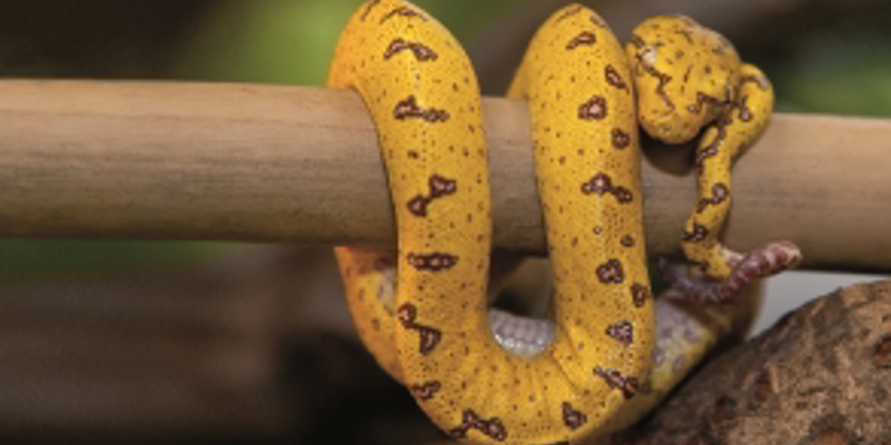 Groene boompython is geel | Burgers' Zoo in Arnhem