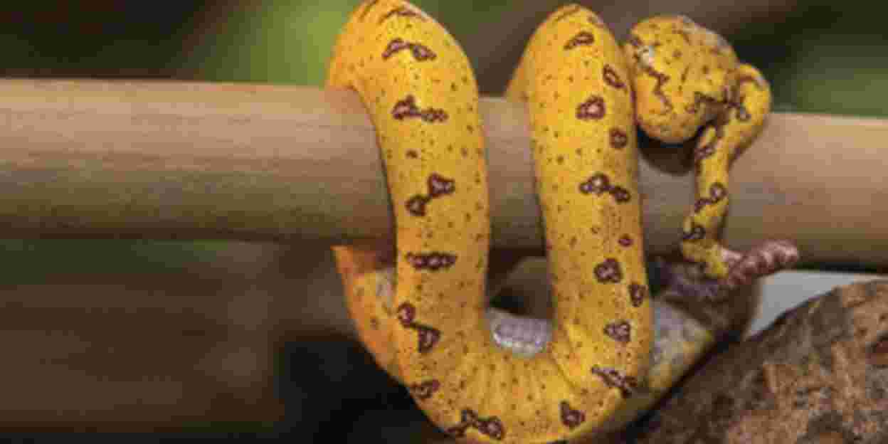 Groene boompython is geel