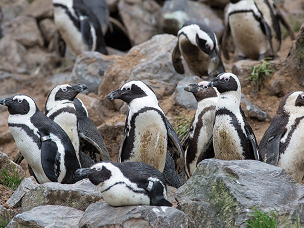 Pinguïn arrangement