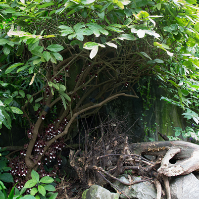 Plant-dier-relatie