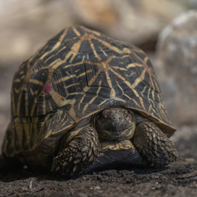 Indiase sterschildpadden