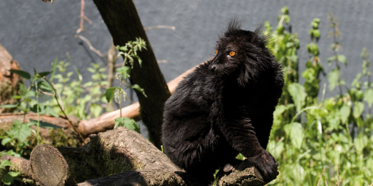 Halve zwarte apen | Burgers' Zoo in Arnhem