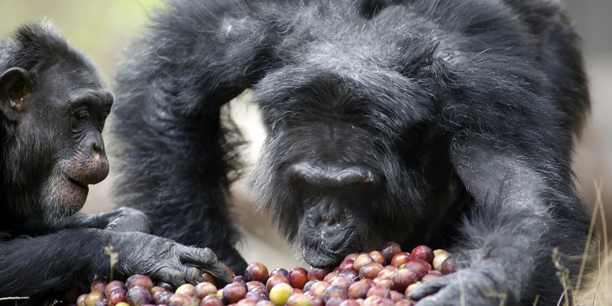 Voedselautomaten bij de chimpansees