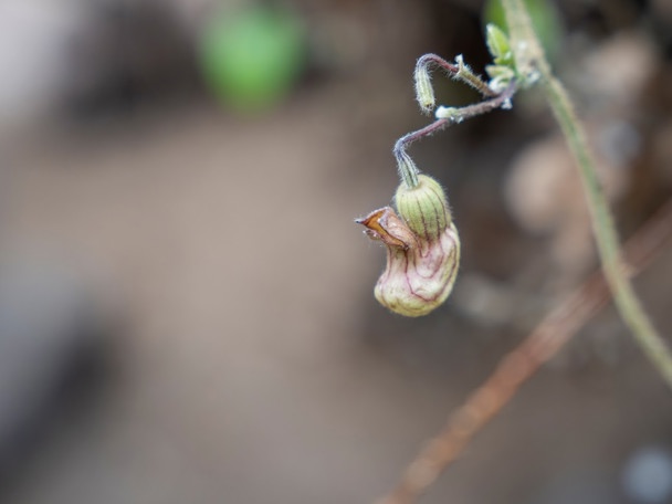 De Californische pijpbloem in Burgers’ Desert