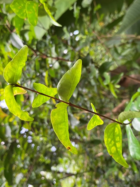 Gebruik door de mens