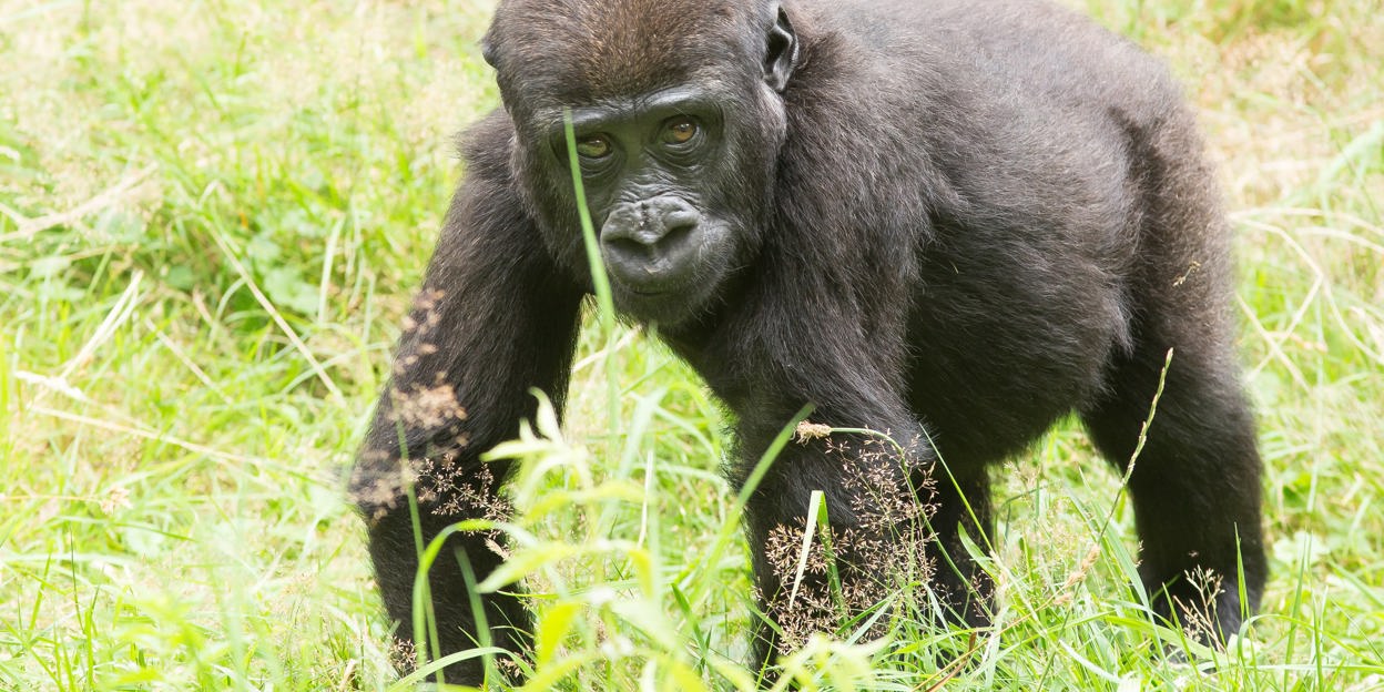 Gorilla Sophie is dood