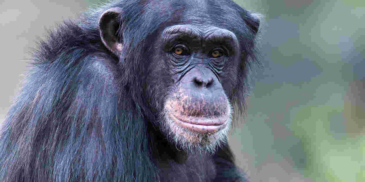 Cultuur bij chimpansees: in Congo en in Arnhem