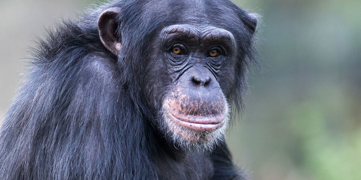 Cultuur bij chimpansees: in Congo en in Arnhem
