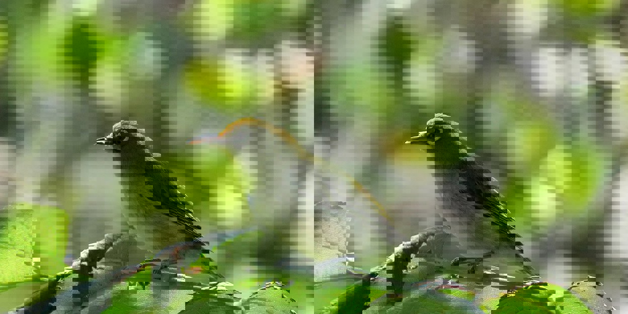 Brilvogels: de mussen van de Bush