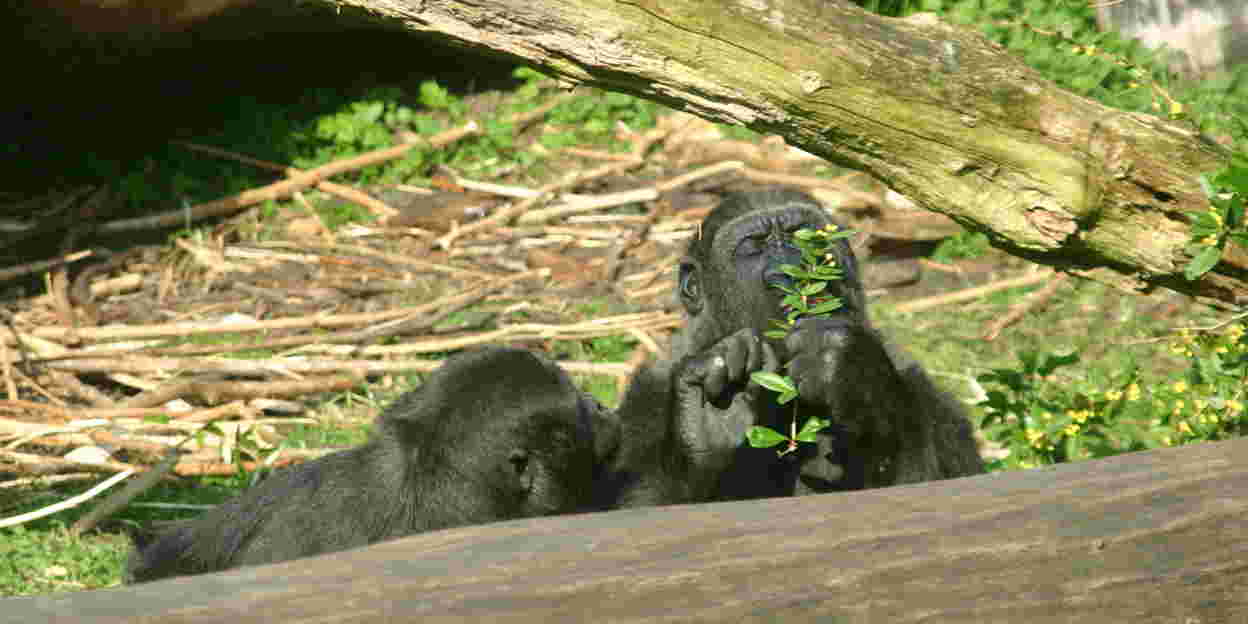 Spaanse dame bij de gorilla’s