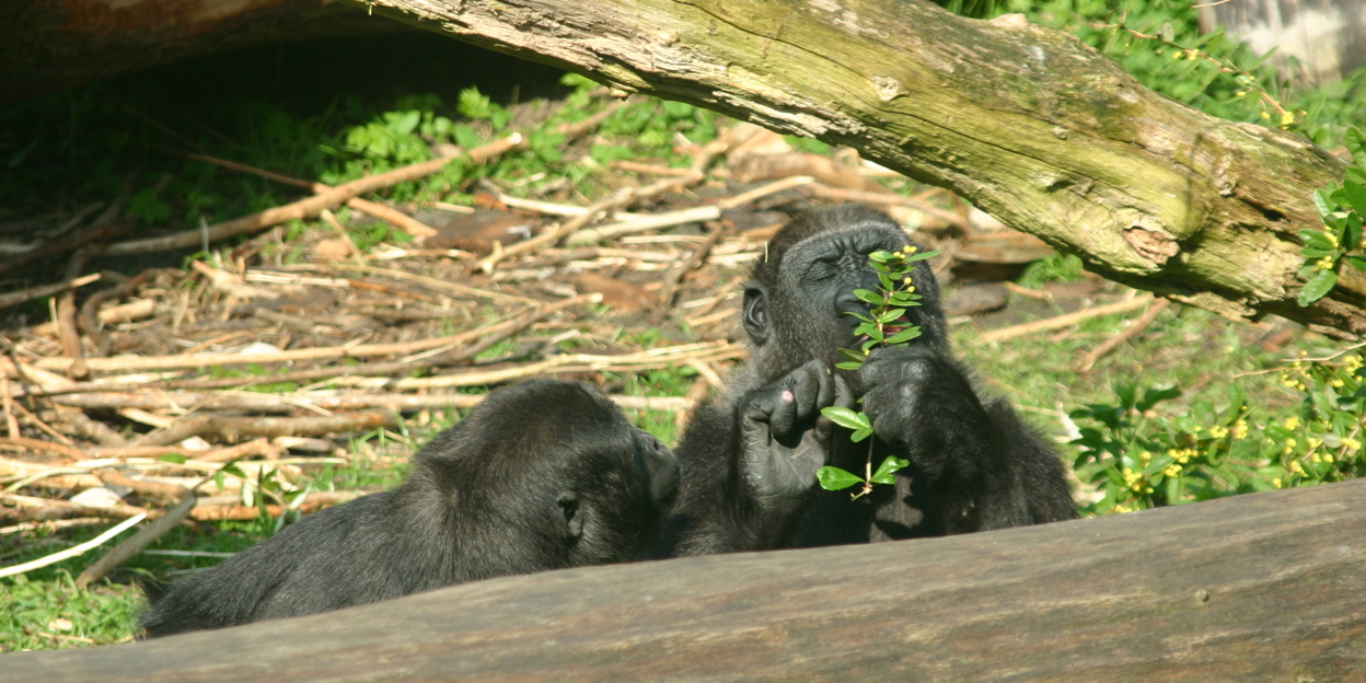 Spaanse dame bij de gorilla’s